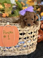 Pixie , a female Miniature Goldendoodle for sale in Camden, SC – 1 of 3