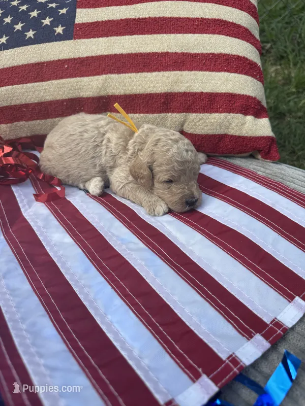 Charleston  – Miniature Goldendoodle puppy for sale in Camden, SC