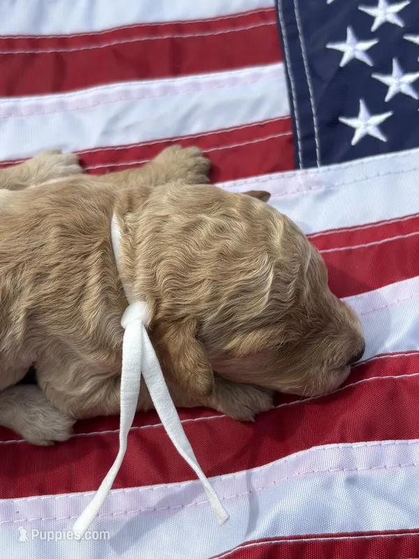 Cola – Miniature Goldendoodle puppy for sale in Camden, SC