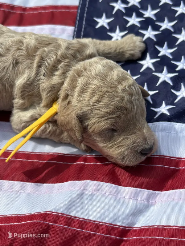Charleston  – Miniature Goldendoodle puppy for sale in Camden, SC