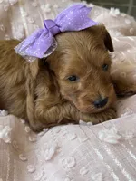 Pixie , a female Miniature Goldendoodle for sale in Camden, SC – 3 of 3