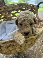 Cola, a male Miniature Goldendoodle for sale in Camden, SC – 2 of 2