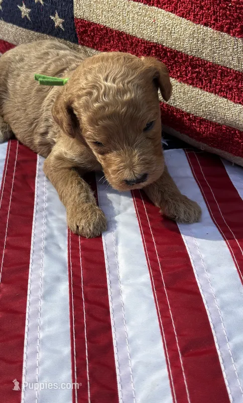 Raleigh  – Miniature Goldendoodle puppy for sale in Camden, SC