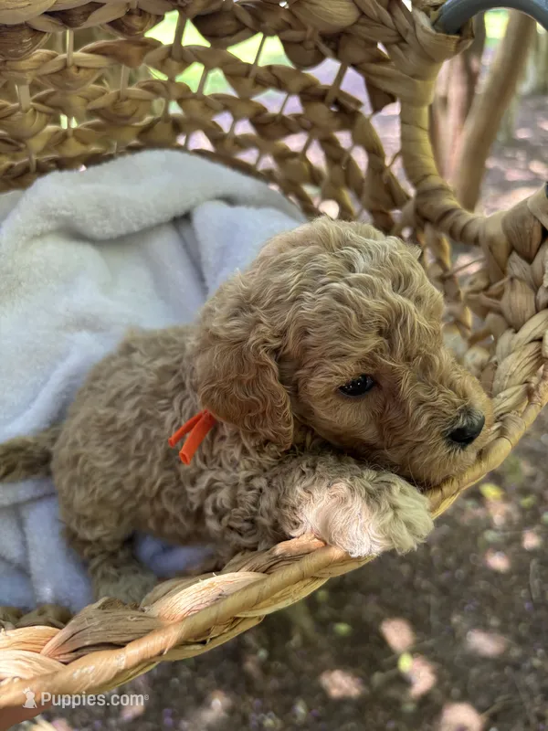 Charleston  – Miniature Goldendoodle puppy for sale in Camden, SC