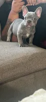 Ronaldino , a male French Bulldog for sale in Chula Vista, CA – 3 of 3