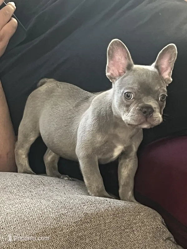 Ronaldino  – French Bulldog puppy for sale in Chula Vista, CA