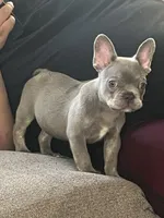 Ronaldino , a male French Bulldog for sale in Chula Vista, CA – 1 of 3