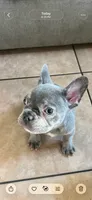 Ronaldino , a male French Bulldog for sale in Chula Vista, CA – 2 of 3