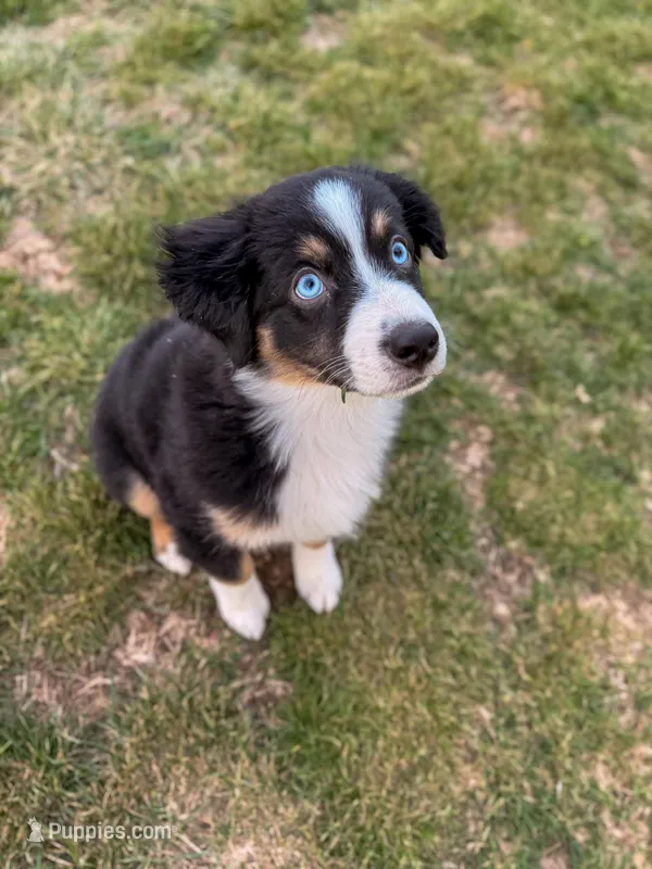 Ice – Miniature Australian Shepherd puppy for sale in Kansas City, MO