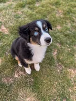Ice, a male Miniature Australian Shepherd for sale in Kansas City, MO – 1 of 5