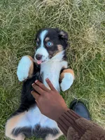 Ice, a male Miniature Australian Shepherd for sale in Kansas City, MO – 4 of 5