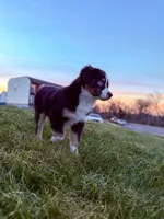 Ice, a male Miniature Australian Shepherd for sale in Kansas City, MO – 2 of 5