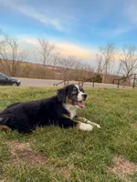 Ice, a male Miniature Australian Shepherd for sale in Kansas City, MO – 3 of 5