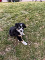 Ice, a male Miniature Australian Shepherd for sale in Kansas City, MO – 5 of 5