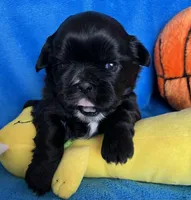 Teddy AKC, a male Shih Tzu for sale in Canon City, CO – Photo 2 of 3