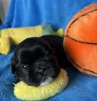 Teddy AKC, a male Shih Tzu for sale in Canon City, CO – Photo 1 of 3