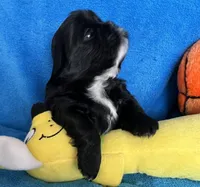 Teddy AKC, a male Shih Tzu for sale in Canon City, CO – Photo 3 of 3