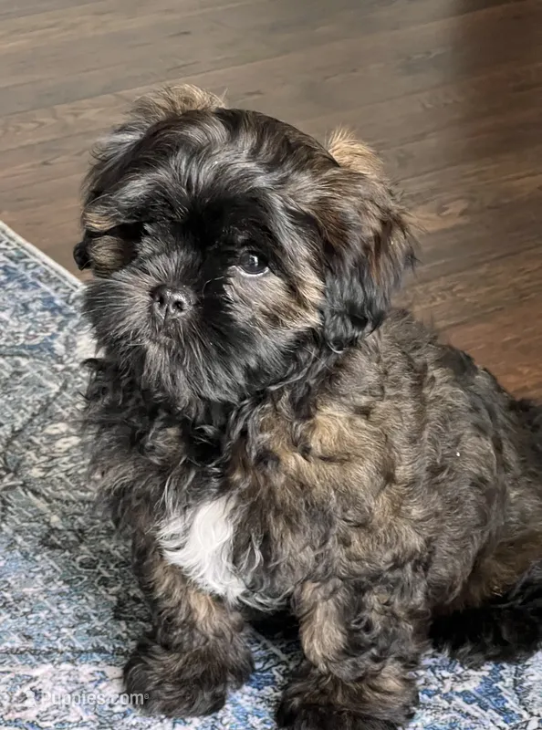 CKC Petey – Shihpoo puppy for sale in Canon City, CO