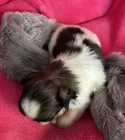 Clara, a female Shih Tzu for sale in Canon City, CO – Photo 2 of 2