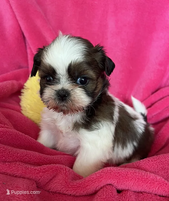 Rita – Shih Tzu puppy for sale in Canon City, CO