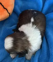 Buddy, a male Shih Tzu for sale in Canon City, CO – Photo 2 of 2