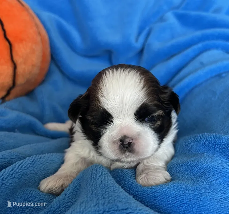 Buddy, a male Shih Tzu for sale in Canon City, CO – Photo 1 of 2