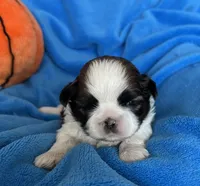 Buddy, a male Shih Tzu for sale in Canon City, CO – Photo 1 of 2