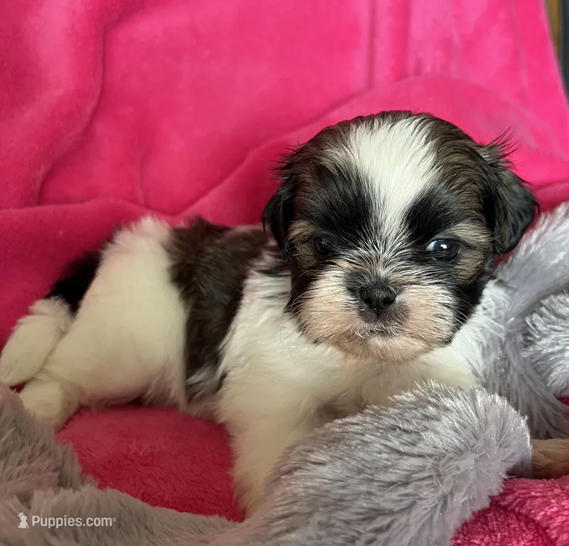 Sweetie, a female Shih Tzu for sale in Canon City, CO – 1 of 2