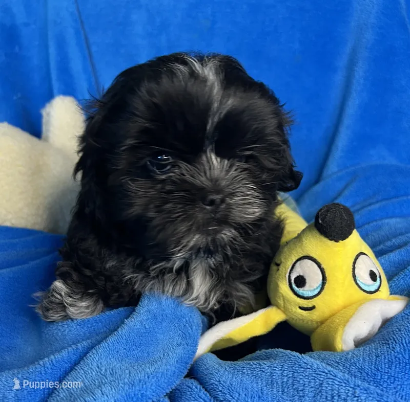 CKC Asher – Shihpoo puppy for sale in Canon City, CO
