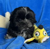 CKC Asher, a male Shihpoo for sale in Canon City, CO – 1 of 2