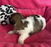 Maria, a female Shih Tzu for sale in Canon City, CO – Photo 2 of 2