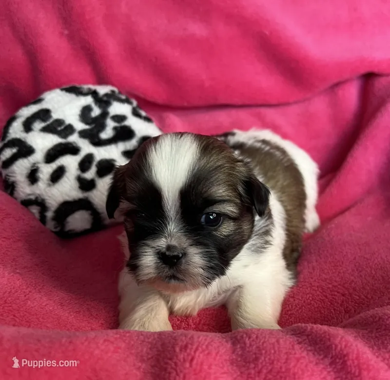 Maria, a female Shih Tzu for sale in Canon City, CO – Photo 1 of 2