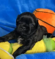 Bruno, a male Shihpoo for sale in Canon City, CO – 1 of 1