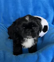 Teddy AKC, a male Shih Tzu for sale in Canon City, CO – Photo 2 of 2