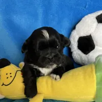 Gizmo AKC, a male Shih Tzu for sale in Canon City, CO – Photo 2 of 2