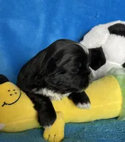 Stripe AKC, a male Shih Tzu for sale in Canon City, CO – Photo 3 of 3