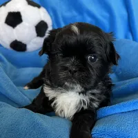 Gizmo AKC, a male Shih Tzu for sale in Canon City, CO – Photo 1 of 2