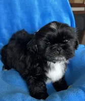 Teddy AKC, a male Shih Tzu for sale in Canon City, CO – Photo 1 of 2