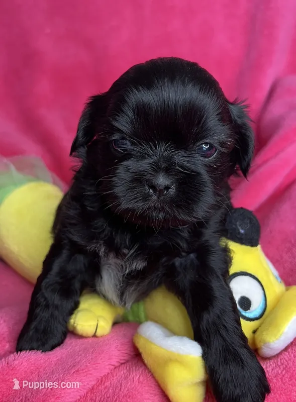 Trixie – Shihpoo puppy for sale in Canon City, CO