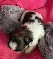 Sweetie, a female Shih Tzu for sale in Canon City, CO – 2 of 2