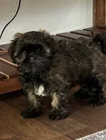 CKC Petey, a male Shihpoo for sale in Canon City, CO – 3 of 3