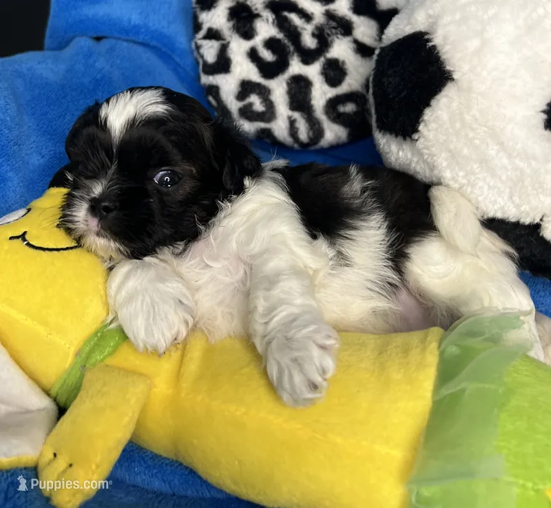 Elton – Shihpoo puppy for sale in Canon City, CO