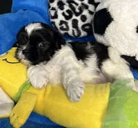 Elton, a male Shihpoo for sale in Canon City, CO – 1 of 1