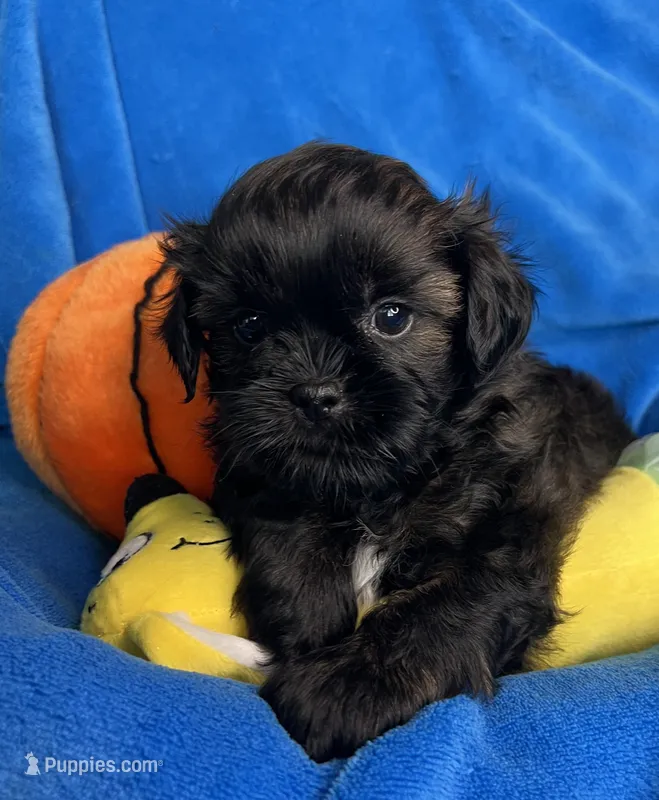 Randy – Shihpoo puppy for sale in Canon City, CO