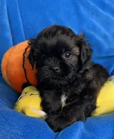 Randy, a male Shihpoo for sale in Canon City, CO – 1 of 1