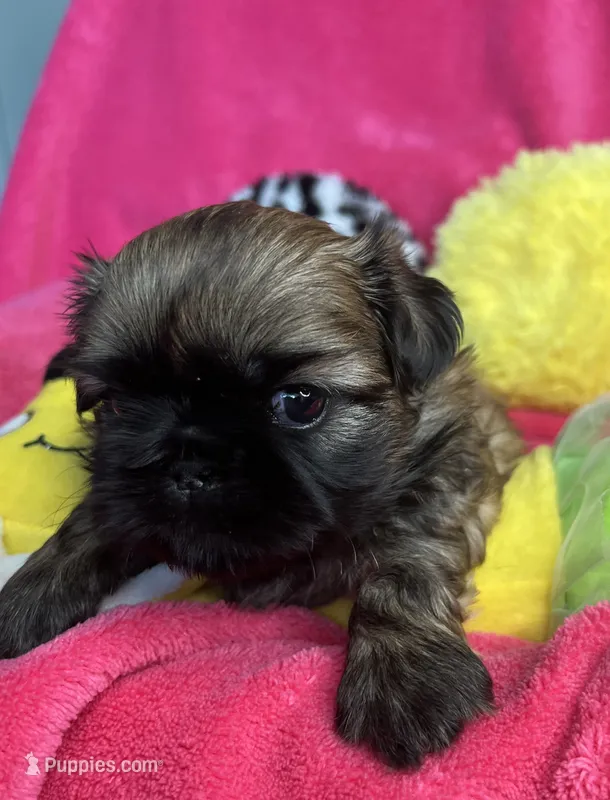 AKC Buttercup – Shih Tzu puppy for sale in Canon City, CO