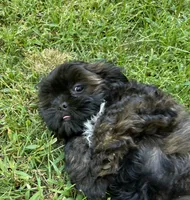 CKC Petey, a male Shihpoo for sale in Canon City, CO – 2 of 3