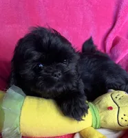 CKC Jazzy, a female Shihpoo for sale in Canon City, CO – 1 of 2