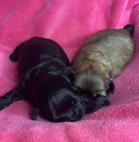 Midnight AKC, a female Shih Tzu for sale in Canon City, CO – 2 of 2