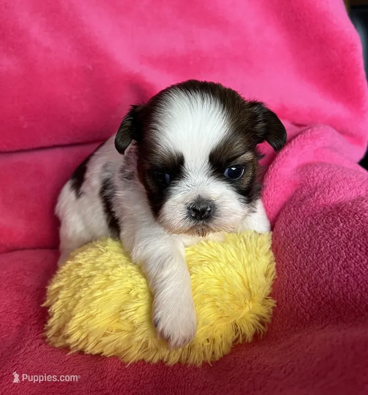 Rita, a female Shih Tzu for sale in Canon City, CO – Photo 1 of 2